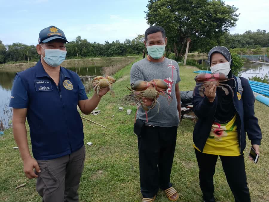 รัฐบาลผลักดัน ปูทะเล เป็นสัตว์เศรษฐกิจในพื้นที่ชายแดนใต้ ตั้งเป้าส่งออกมูลค่ากว่า 500 ล้านบาทต่อปี 1 7033647f318ed6cd86aecd09b6b79230 Small