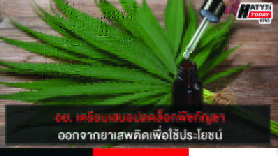 อย. เตรียมเสนอปลดล็อกพืชกัญชาออกจากยาเสพติด เพื่อใช้ประโยชน์ได้ทุกส่วน