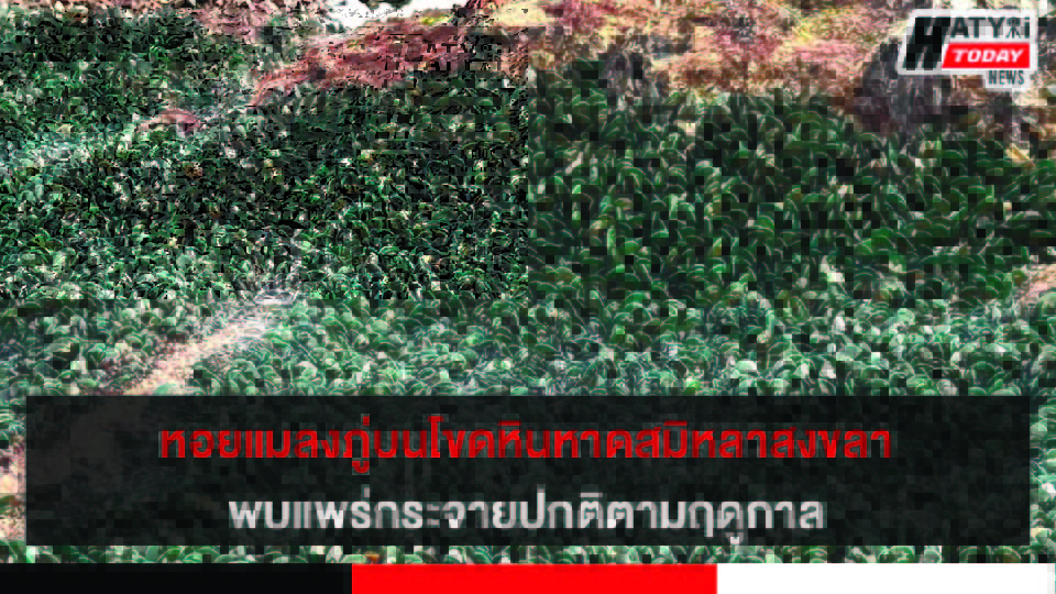 จ.สงขลา ตรวจสอบแล้ว กรณีพบหอยแมลงภู่บริเวณริมหาดสมิหลา