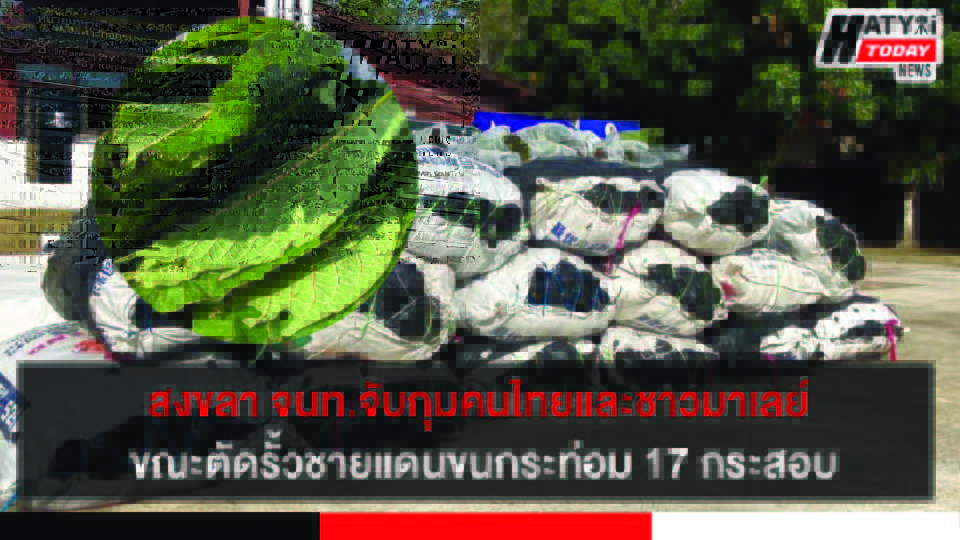 ปกข่าว 01
