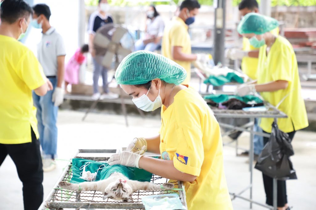 จังหวัดสงขลา รณรงค์ฉีดวัคซีนป้องกันโรคพิษสุนัขบ้าให้แก่สุนัขและแมว ทุกตัวในเขตพื้นที่ 4 277223499 507954917568980 1393331135203009679 N