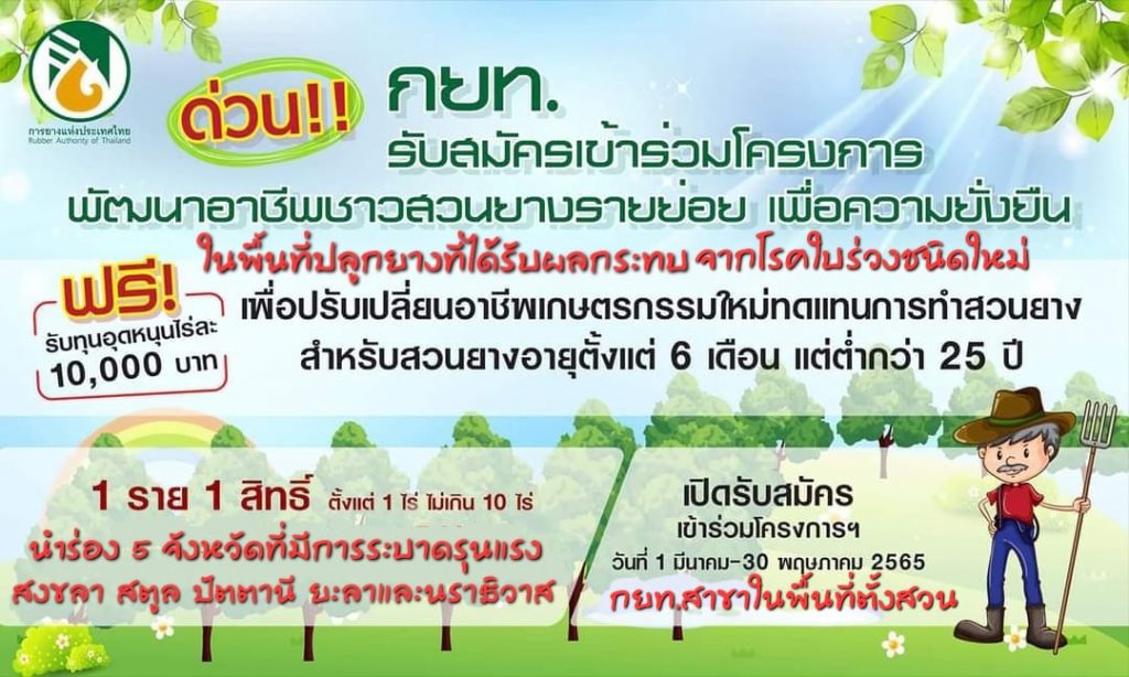 ชาวสวนเฮ น้ำยางสดราคาดีดใกล้แตะกิโลกรัมละ 70 บาท 3 277447032 5520168354684361 369636833150734248 N