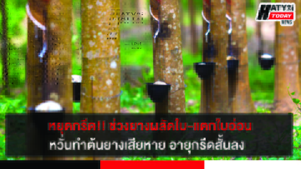 เตือนชาวสวนหยุดกรีดช่วงยางผลัดใบ เหตุทำต้นยางเสียหายและอายุกรีดสั้นลง