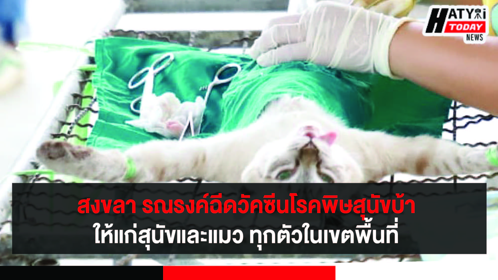 จังหวัดสงขลา รณรงค์ฉีดวัคซีนป้องกันโรคพิษสุนัขบ้าให้แก่สุนัขและแมว ทุกตัวในเขตพื้นที่