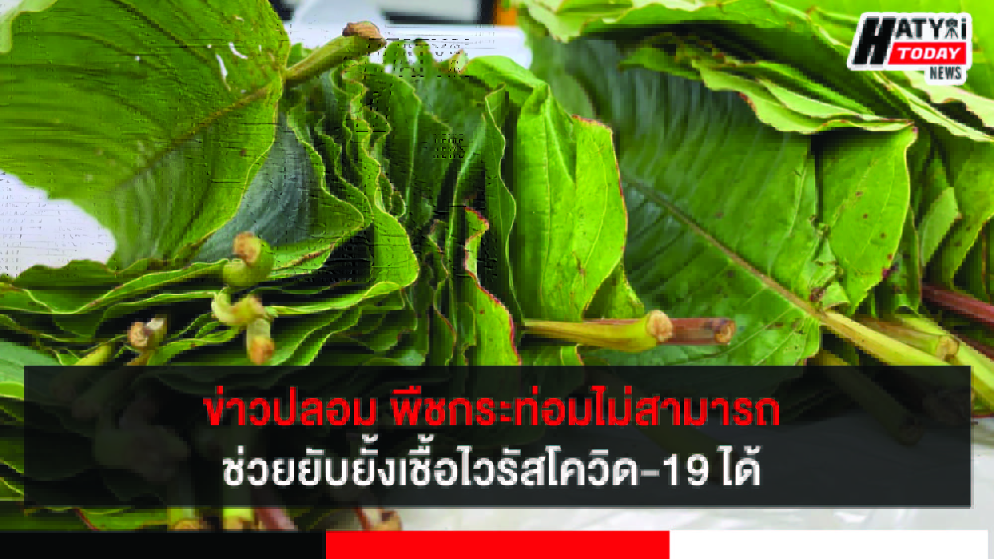 ข่าวปลอม พืชกระท่อมไม่สามารถช่วยยับยั้งเชื้อไวรัสโควิด-19 ได้