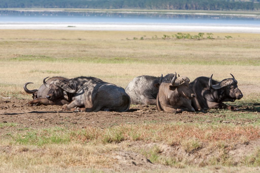 Wild African Buffalos. Kenya, Africa
