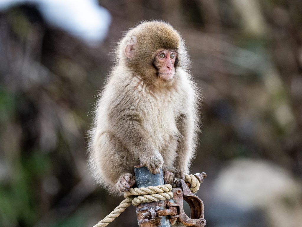 Baby Japanese Macaque Sitting On A Rusty Pipe