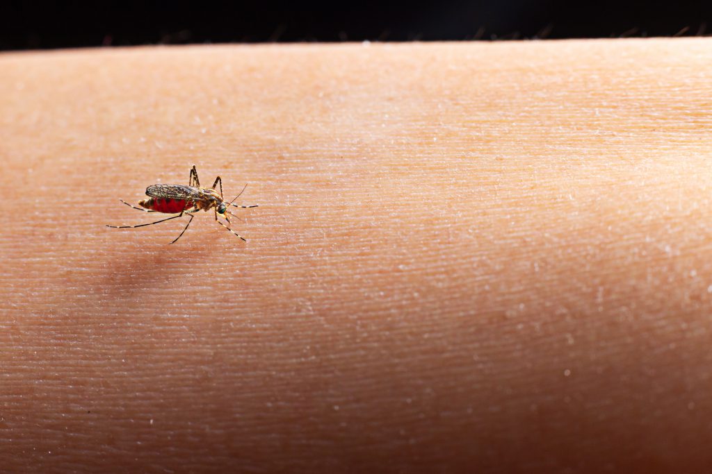 Close Up Of A Mosquito Sucking Blood.