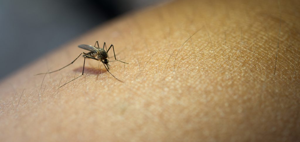 Close Up Of Mosquito Sucking Blood From Human Arm.