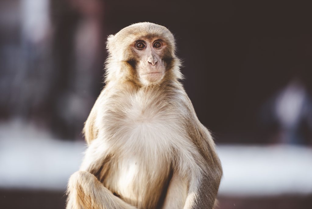 Closeup Shot Of A Monkey Sitting And Looking At The Camera With A Blurred Background