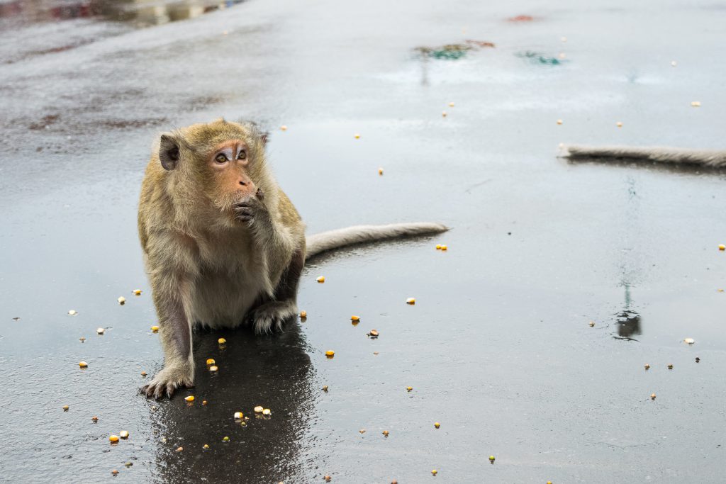 Macaque Monkey Nibbling On Corn Seeds In Cambodia