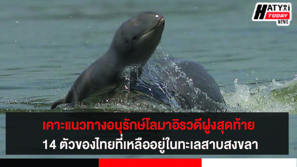 เคาะแนวทางอนุรักษ์และปกป้องโลมาอิรวดีฝูงสุดท้าย 14 ตัวของไทยที่เหลืออยู่ในทะเลสาบสงขลา