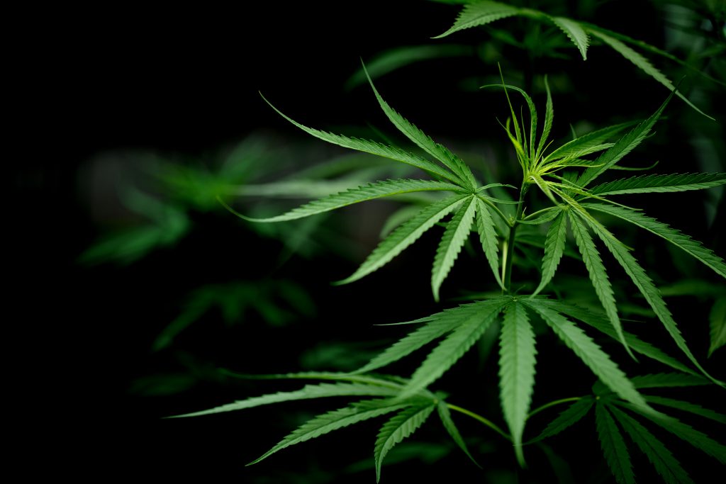 Cannabis Marijuana Leaf Closeup Dark Background.