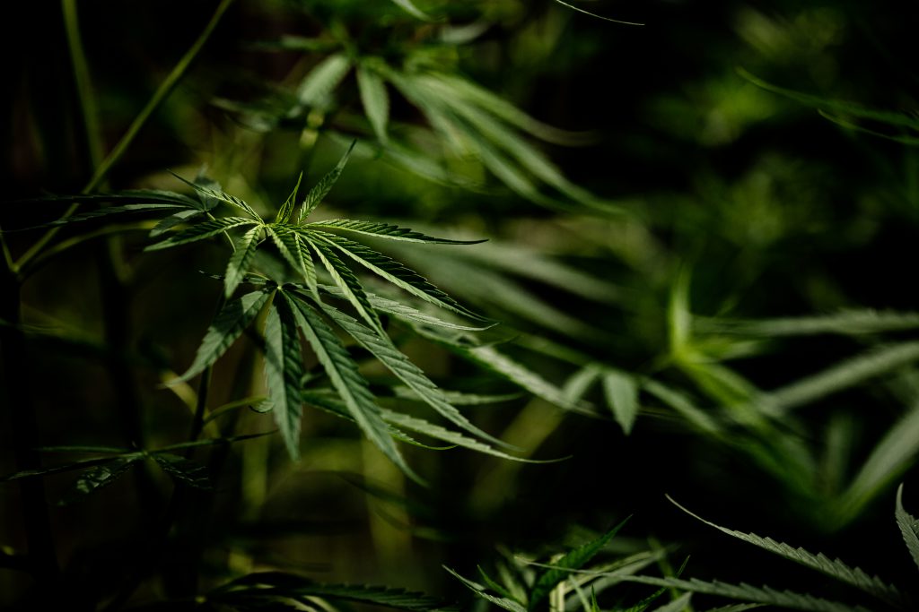 Cannabis Marijuana Leaf Closeup Dark Background.