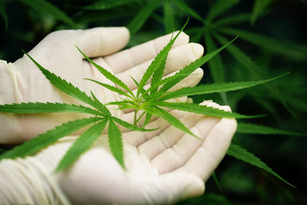 Green Leaf Of Marijuana In A Hand
