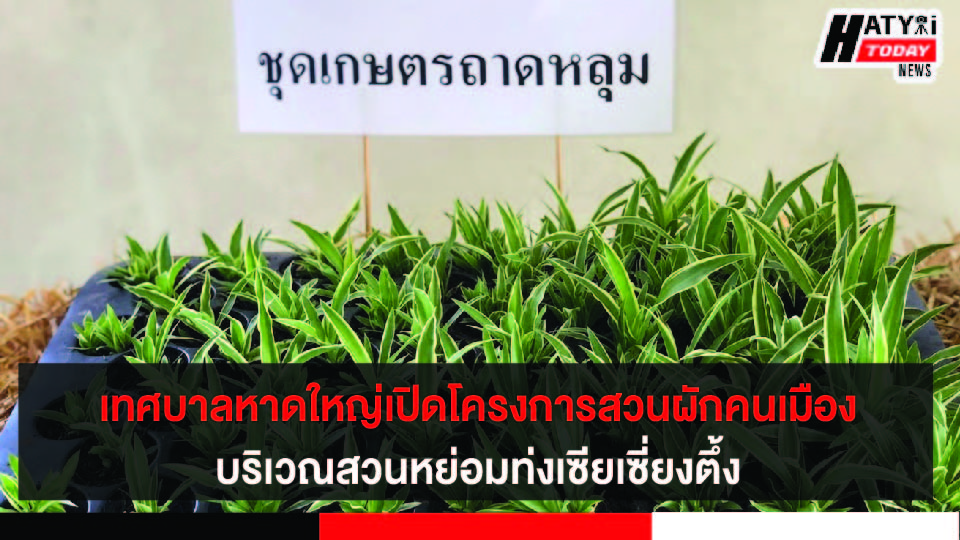 สงขลา เทศบาลหาดใหญ่เปิดโครงการสวนผักคนเมืองบริเวณ สวนหย่อมท่งเซียเซี่ยงตึ้ง