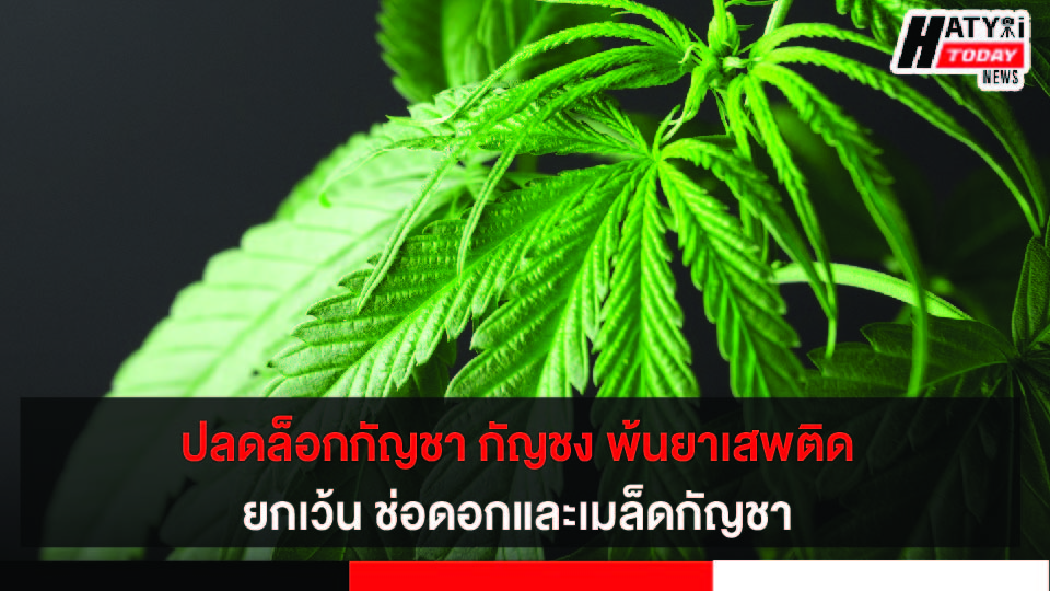 ปกข่าว 01