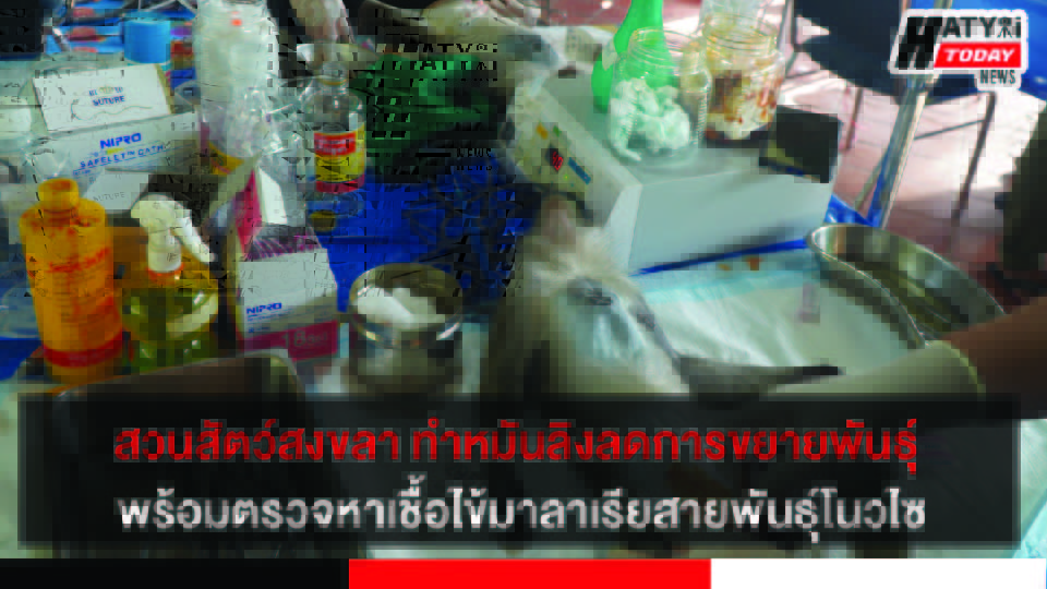 สวนสัตว์สงขลา ทำหมันลิง ลดการขยายพันธุ์ พร้อมตรวจหาเชื้อไข้มาลาเรียสายพันธุ์โนวไซ