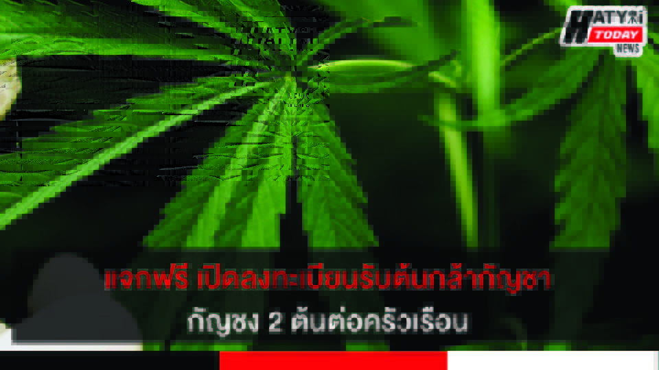 แจกฟรี เปิดลงทะเบียนรับต้นกล้ากัญชา กัญชง 2 ต้นต่อครัวเรือน