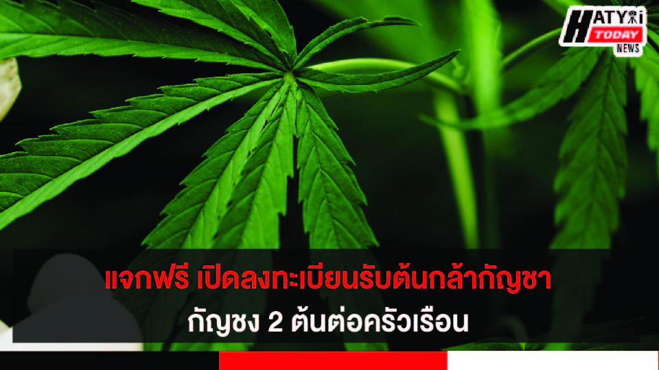 แจกฟรี เปิดลงทะเบียนรับต้นกล้ากัญชา กัญชง 2 ต้นต่อครัวเรือน