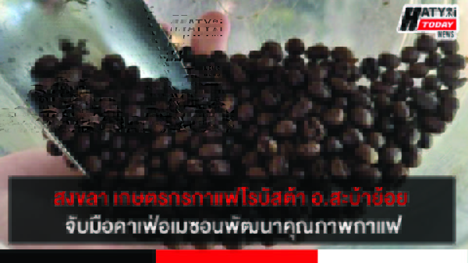 สงขลา เกษตรกรกาแฟโรบัสต้า อ.สะบ้าย้อย ปลื้มศอ.บต.จับมือคาเฟ่อเมซอน พัฒนาคุณภาพกาแฟสู่สากล