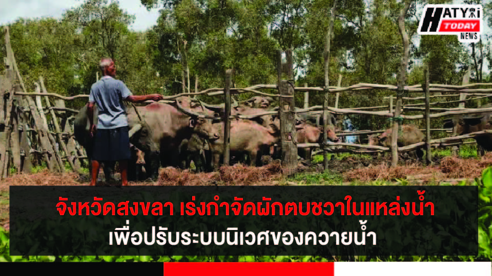 จังหวัดสงขลา เร่งกำจัดผักตบชวาในแหล่งน้ำเพื่อปรับระบบนิเวศของควายน้ำ พร้อมสนับสนุนการท่องเที่ยวเชิงเกษตร