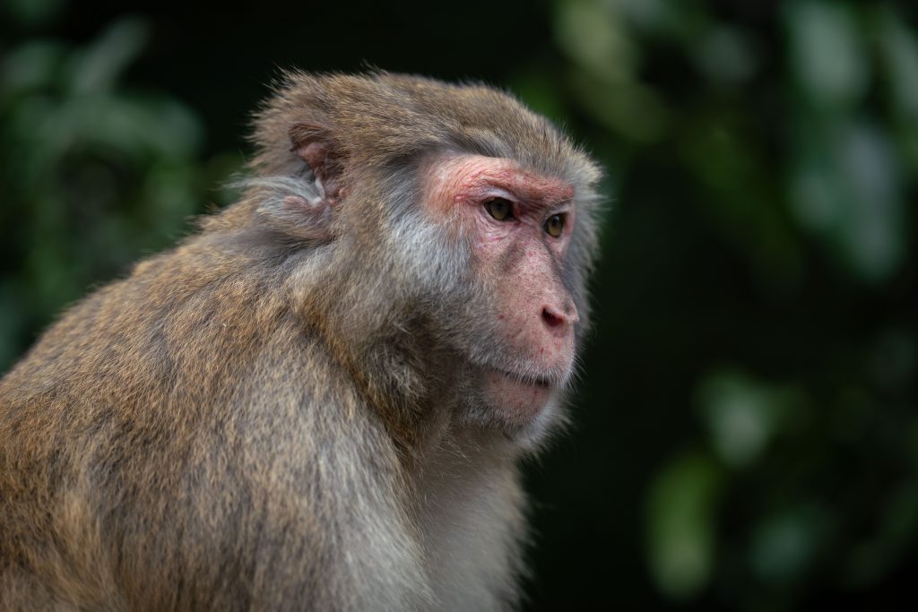 Closeup Shot Rhesus Macaque