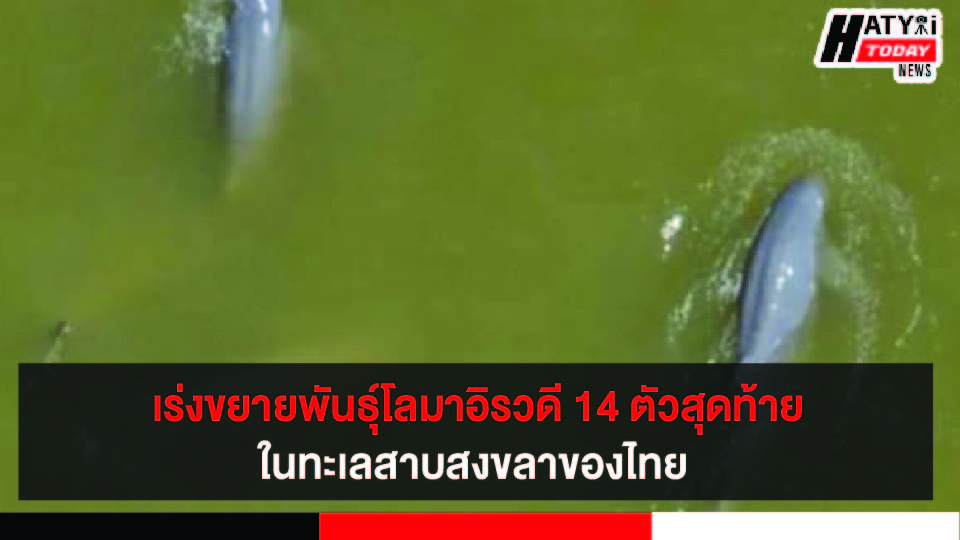 เร่งขยายพันธุ์โลมาอิรวดี 14 ตัวสุดท้ายในทะเลสาบสงขลาของไทย หลังพบปัญหาเลือดชิดในฝูง