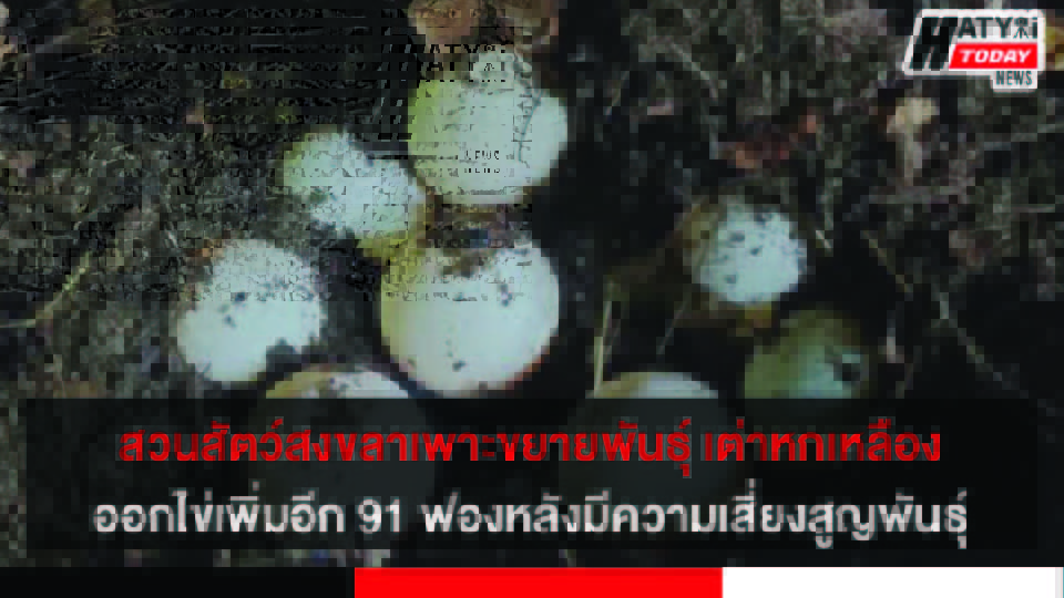 สวนสัตว์สงขลาเพาะขยายพันธุ์ เต่าหกเหลือง ออกไข่เพิ่มอีก 91 ฟองหลังมีความเสี่ยงสูญพันธุ์