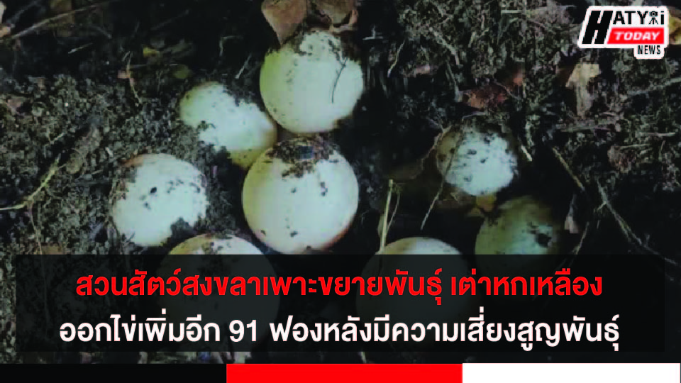 สวนสัตว์สงขลาเพาะขยายพันธุ์ เต่าหกเหลือง ออกไข่เพิ่มอีก 91 ฟองหลังมีความเสี่ยงสูญพันธุ์