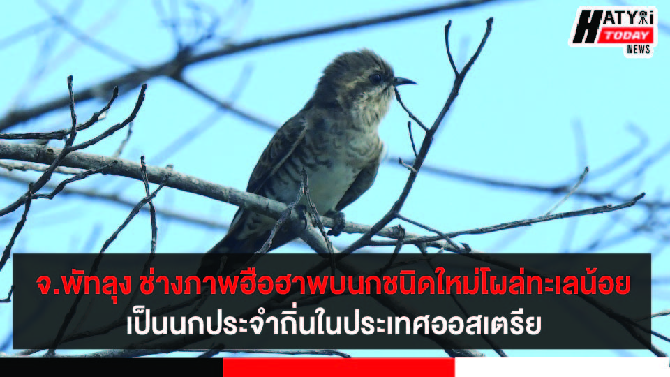 จ.พัทลุง ช่างภาพฮือฮาพบนกชนิดใหม่ของไทยโผล่ทะเลน้อย