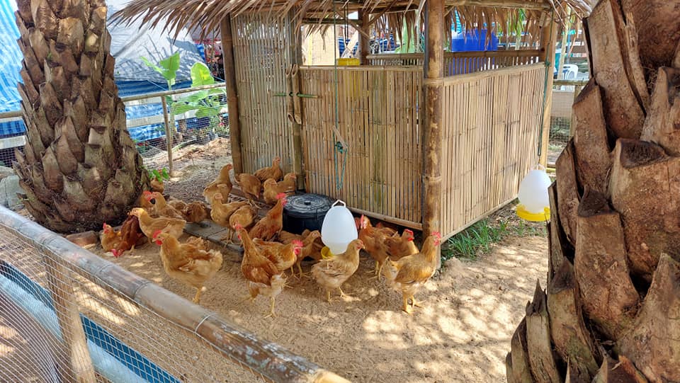 สงขลานครินทร์ เปิดตัวไก่เบขลา ลดเวลาการเลี้ยงจาก 6 เดือนเหลือ 3.5 เดือน ในเทศกาลไก่เบขลา 3 298940142 427271486093575 3719401450438167864 N