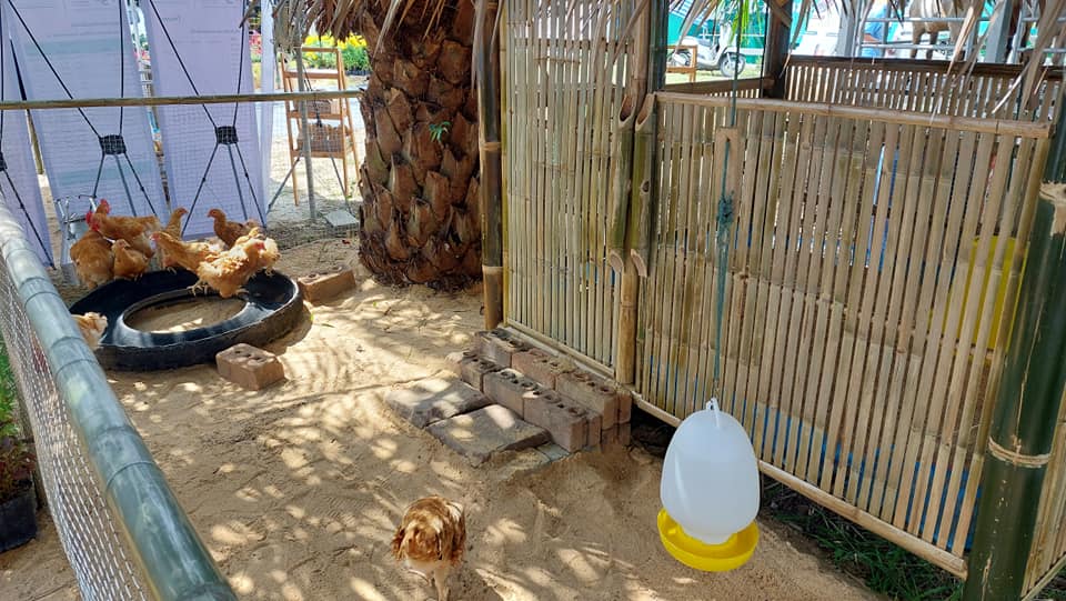 สงขลานครินทร์ เปิดตัวไก่เบขลา ลดเวลาการเลี้ยงจาก 6 เดือนเหลือ 3.5 เดือน ในเทศกาลไก่เบขลา 4 298941946 427271559426901 1113667729660439821 N