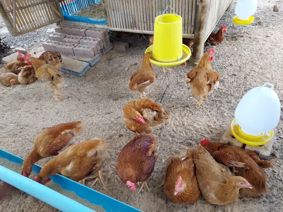 สงขลานครินทร์ เปิดตัวไก่เบขลา ลดเวลาการเลี้ยงจาก 6 เดือนเหลือ 3.5 เดือน ในเทศกาลไก่เบขลา 1 A41db9436fa3de1bd8f56c962a6df51f Small