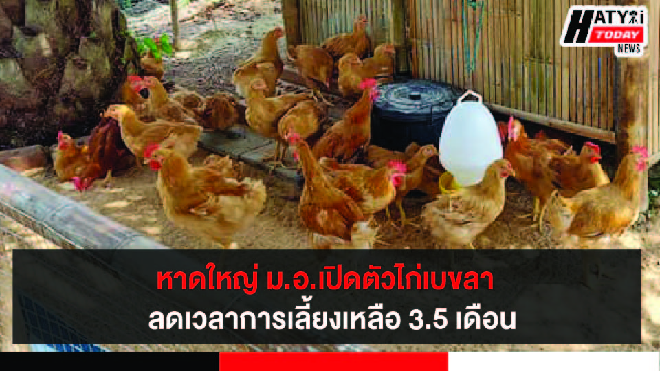 สงขลานครินทร์ เปิดตัวไก่เบขลา ลดเวลาการเลี้ยงจาก 6 เดือนเหลือ 3.5 เดือน ในเทศกาลไก่เบขลา