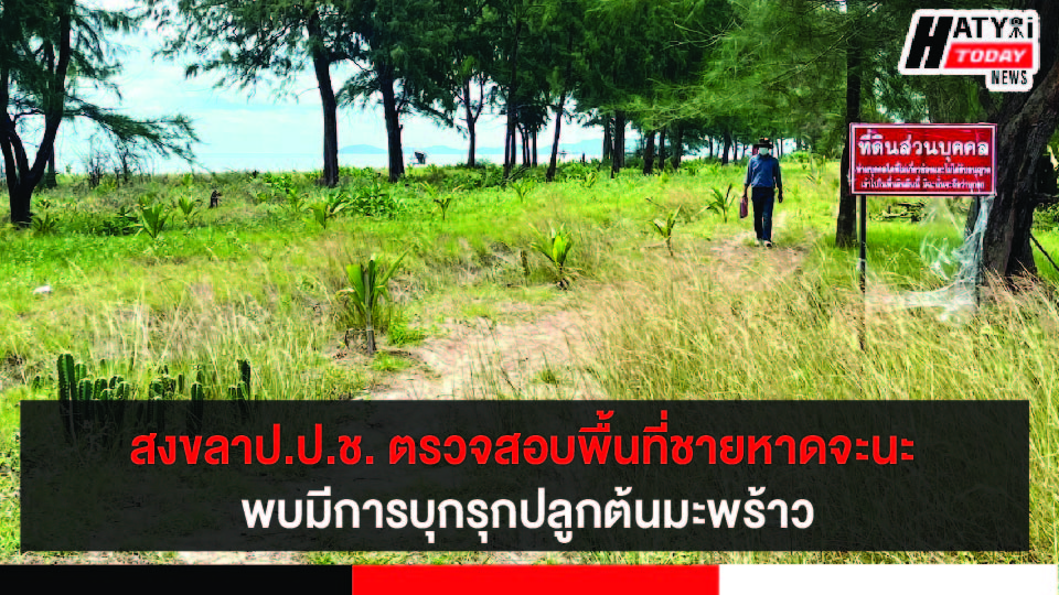 สงขลาป.ป.ช. ตรวจสอบพื้นที่บริเวณชายหาดจะนะ พบมีการบุกรุกปลูกต้นมะพร้าว