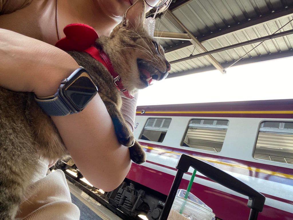 หมูทะแมวหนีเที่ยว กทม. นั่งรถไฟกลับถึงหาดใหญ่แล้ว 1 305122530 10209669071040967 5339927774930384191 N