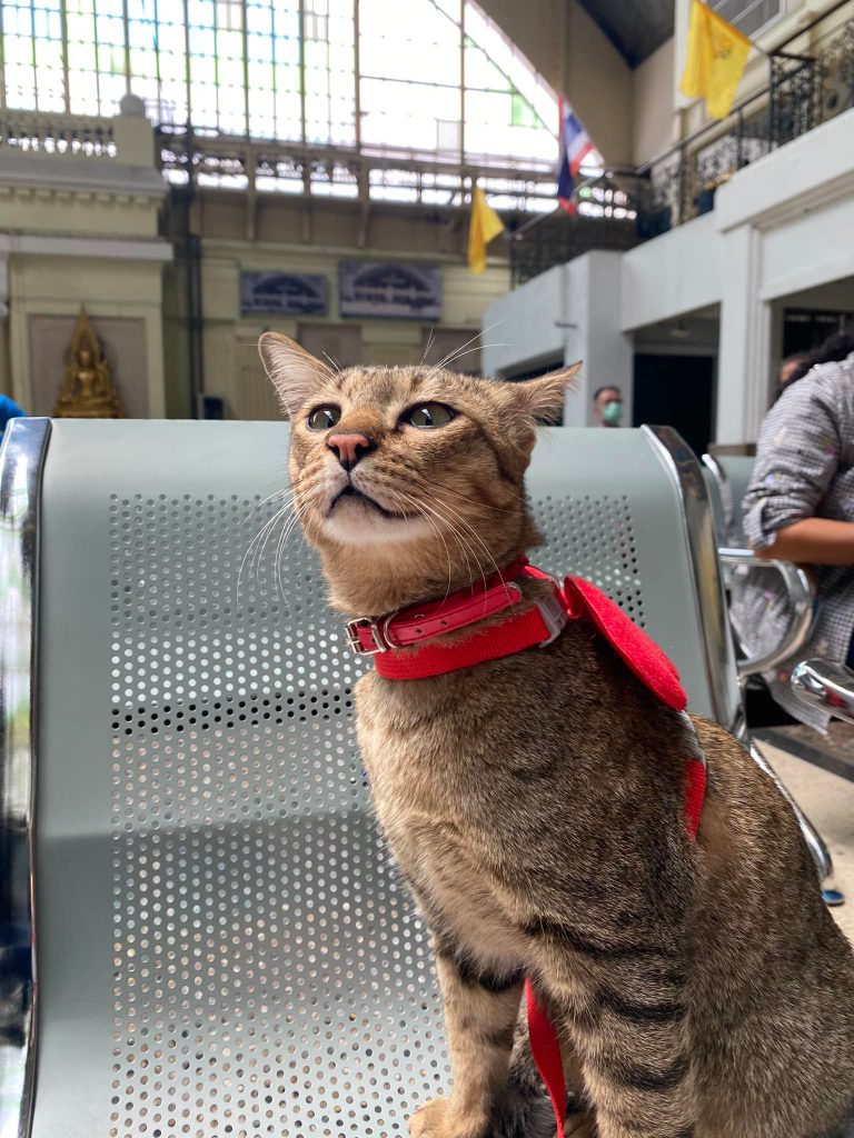 หมูทะแมวหนีเที่ยว กทม. นั่งรถไฟกลับถึงหาดใหญ่แล้ว 2 305204109 10209669070120944 3083489911801931833 N