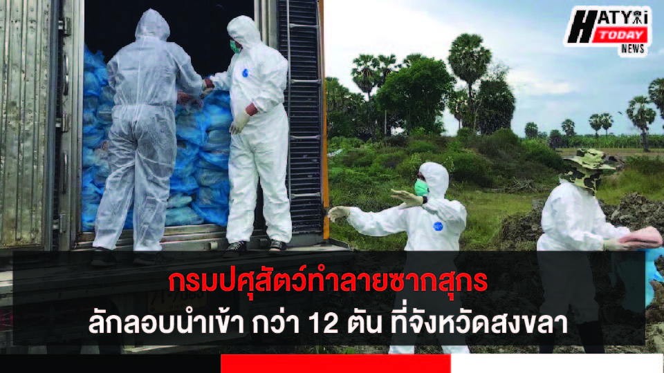 กรมปศุสัตว์ทำลายซากสุกรลักลอบนำเข้า กว่า 12 ตัน ที่จังหวัดสงขลา