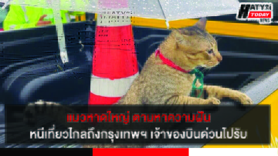 ปกข่าว 01
