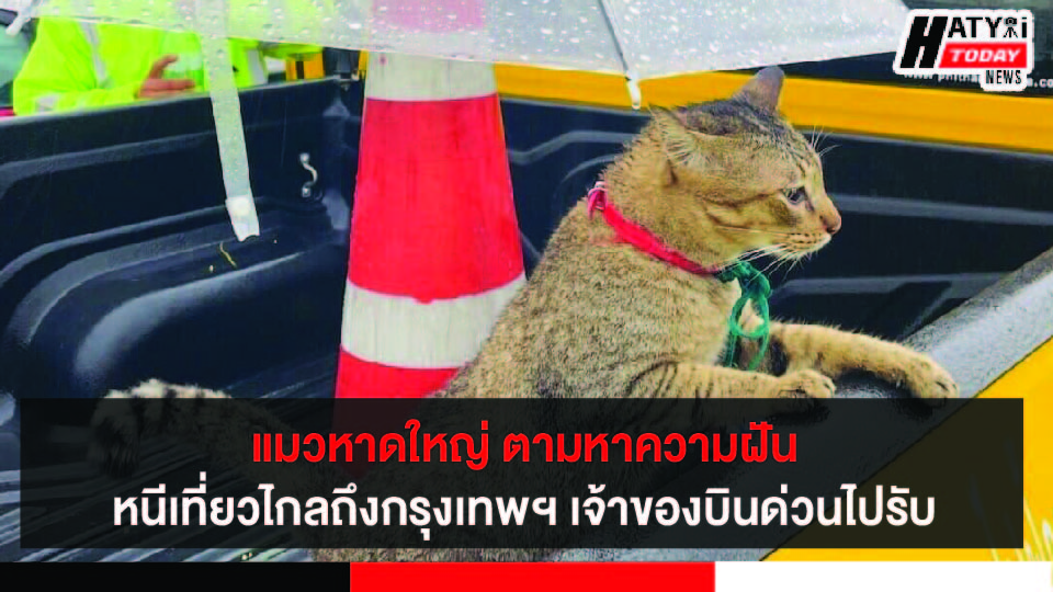 ปกข่าว 01