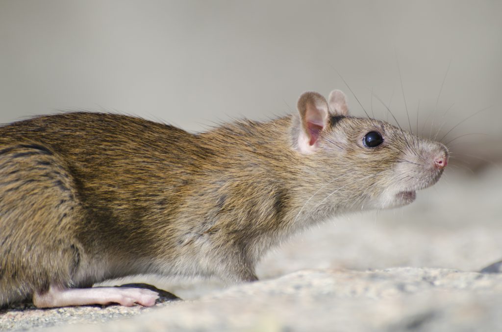สงขลา พบผู้ป่วยโรคไข้ฉี่หนู จำนวน 142 ราย เสียชีวิตแล้ว 4 ราย 1 Closeup Of A Marsh Rice Rat Under The Sunlight With A Blurry Background