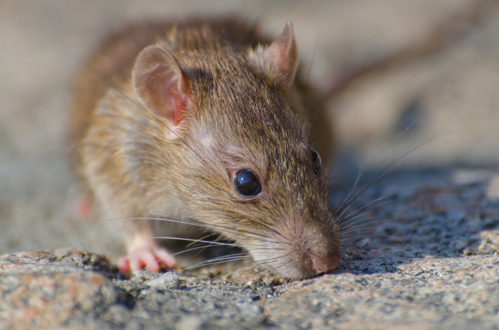สงขลา พบผู้ป่วยโรคไข้ฉี่หนู จำนวน 142 ราย เสียชีวิตแล้ว 4 ราย 2 Closeup Selective Focus Shot Of A Brown Rat On The Concrete Ground