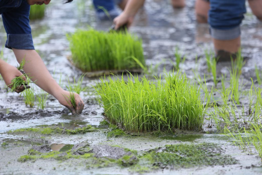 สธ.สงขลา เตือนประชาชน ระมัดระวังป้องกันโรคเมลิออยด์ 1 Friendship,young Farmer Planting On The Rice Berry Organic Paddy
