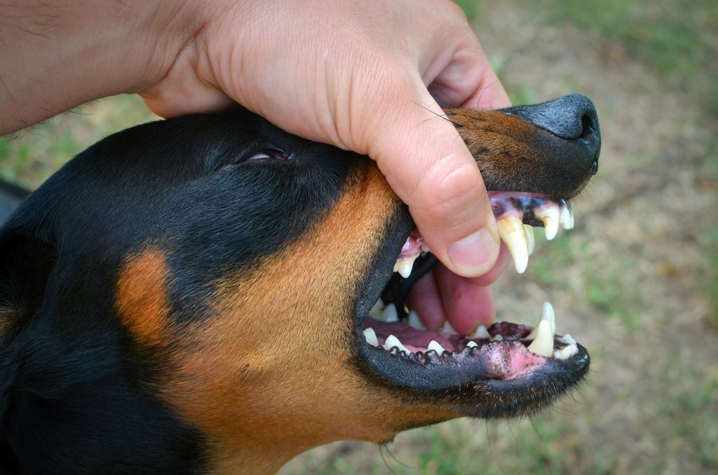 เทศบาลนครหาดใหญ่ ให้บริการฉีดวัคซีนป้องกันโรคพิษสุนัข ฟรี 2 Vicious Dog Showing Teeth Biting Hand 1 1024x678 1