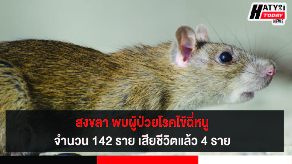 สงขลา พบผู้ป่วยโรคไข้ฉี่หนู จำนวน 142 ราย เสียชีวิตแล้ว 4 ราย