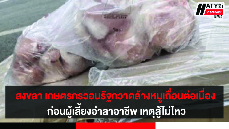 สงขลา เกษตรกรวอนรัฐกวาดล้างหมูเถื่อนต่อเนื่อง ก่อนผู้เลี้ยงอำลาอาชีพ เหตุสู้ไม่ไหว