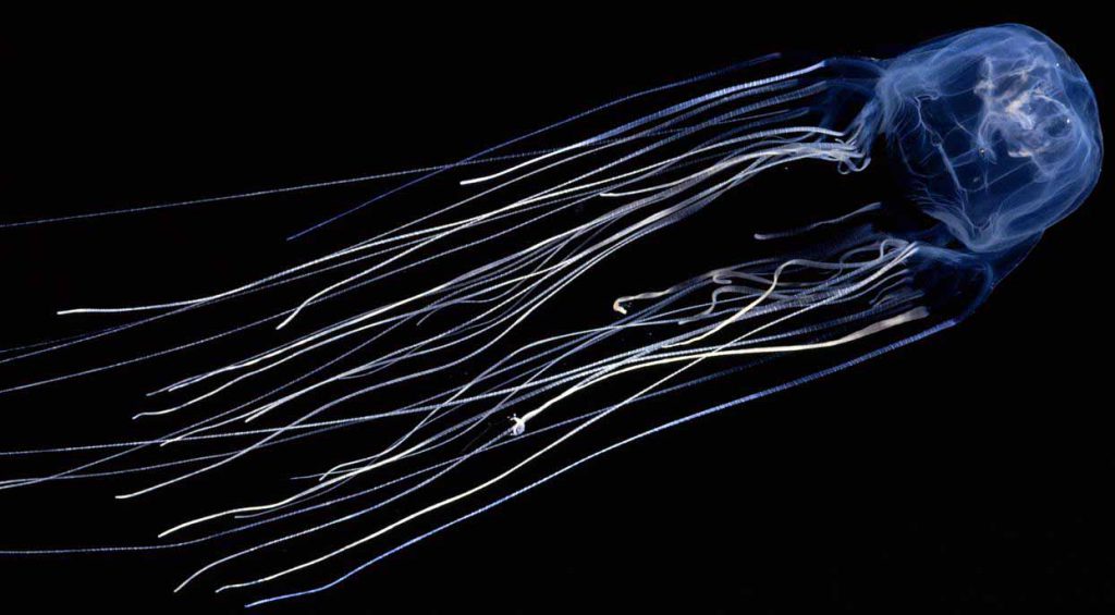 Box Jellyfish