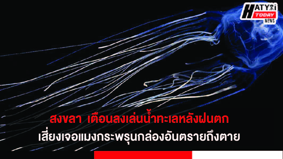 สงขลา กรมควบคุมโรค เตือนลงเล่นน้ำทะเลหลังฝนตก เสี่ยงเจอแมงกระพรุนกล่องอันตรายถึงตาย