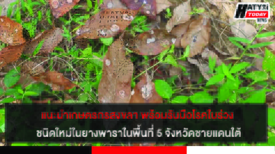 ปกข่าว 01